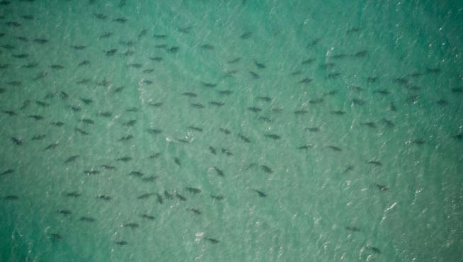 Los tiburones migratorios en el Parque MacArthur de las Islas Singer, de Florida.