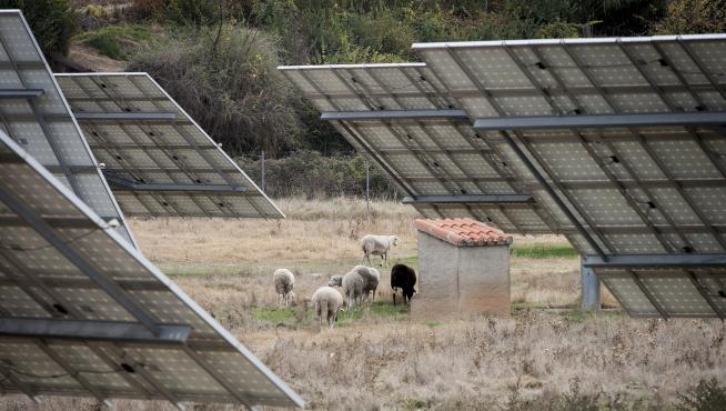 Un rebaño de ovejas, entre placas solares fotovoltaicas, a las afueras de San Martín del Río.