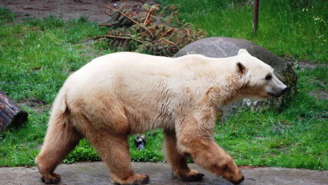 El grolar es el fruto del cruce entre un oso pardo y un oso polar.
