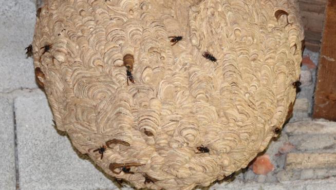 Uno de los dos nidos de avispa asesina encontrados y destruidos en Aragón