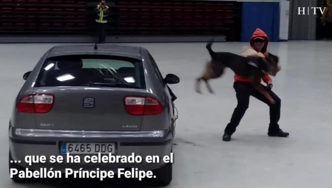 Los perros policía enseñan su trabajo a los niños zaragozanos