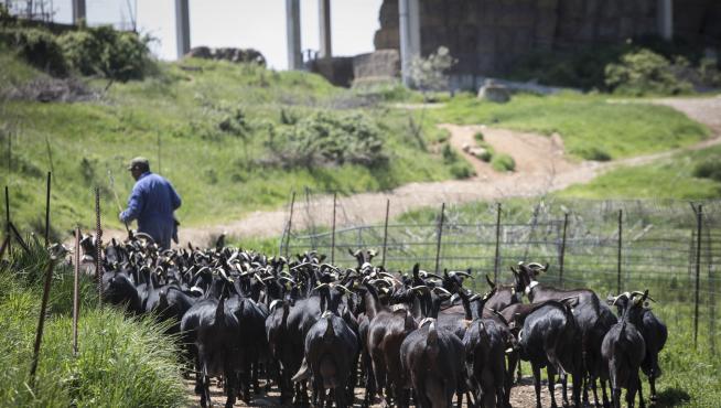 Pasto de cabras en las inmediaciones de Quesos Benabarre.