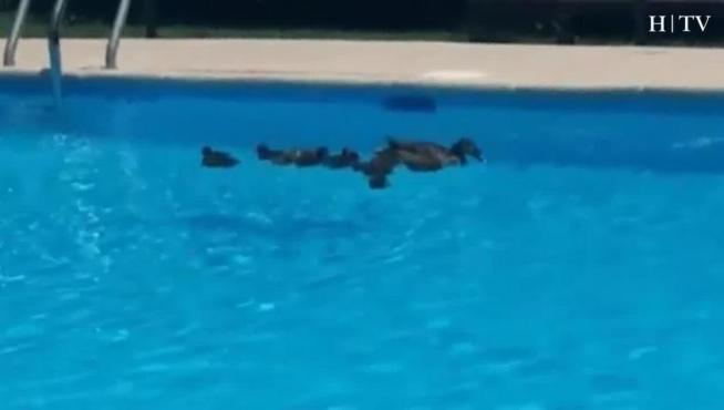 Los patos huyen del calor en Zaragoza