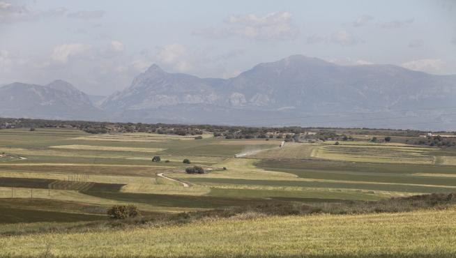 Campo de cereal en la Hoya de Huesca, entre Albero Alto y Novales.