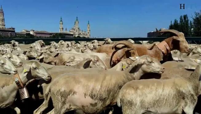 Unas 150 ovejas cambian el campo por el asfalto zaragozano