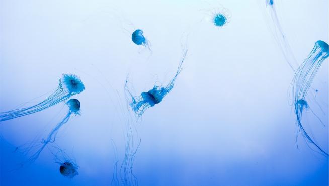 El tipo de medusas más frecuente implicado en las picaduras es el que pertenece al género Physalia.
