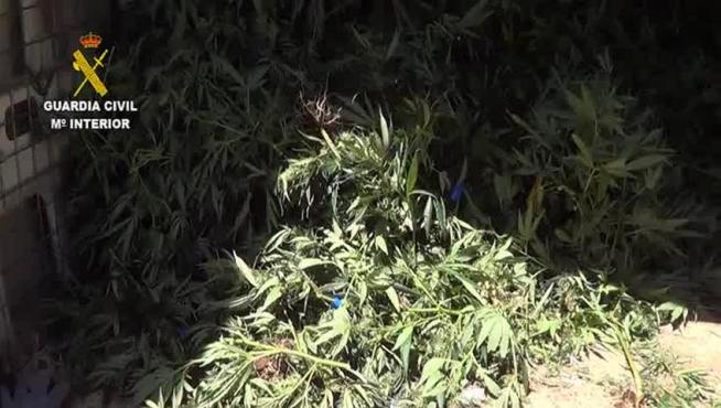 La Guardia Civil localiza más de 1900 plantas de marihuana en una vivienda de Gallur