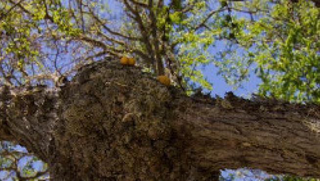 Cómo podar un árbol