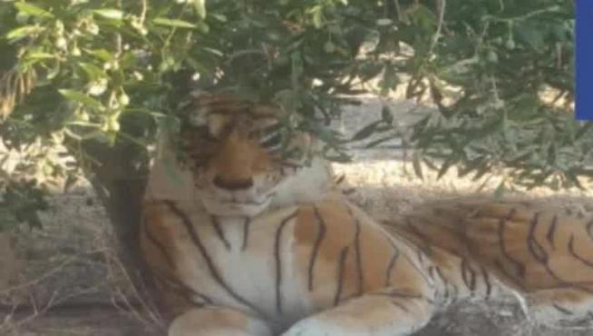 Un tigre de peluche desata los miedos en un pueblo de Murcia
