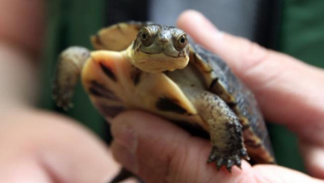 La Mujer Britnica Con Una Tortuga En Su Vagina Pudo Haber Sido Vctima