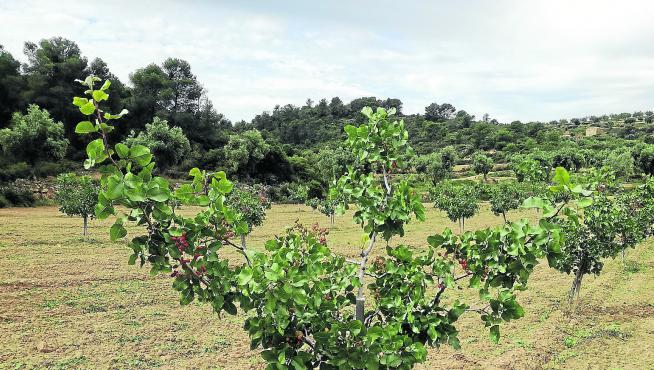 Plantación de pistachos de José Antonio Bonfil, socio de Apistar. Están en la localidad turolense de Valdealgorfa y tienen cuatro años.