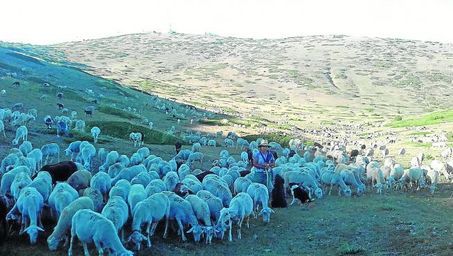 Maite Mengod, ganadera de la localidad turolense de La Puebla de Valverde, con su rebaño de ovejas y cabras.
