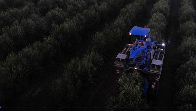 La recolección supertemprana de oliva en la explotación de La Cartuja de la empresa Guomango se realiza por la noche.