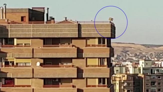 Un buitre herido sorprende a los vecinos de Las Delicias