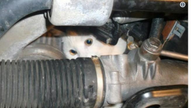 Mensaje de la Policía en el que se alerta del peligro que supone que un gato se meta en el motor.