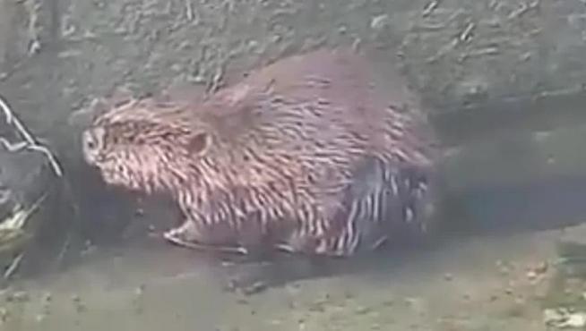 Rescatado un castor europeo en el canal Imperial en Zaragoza