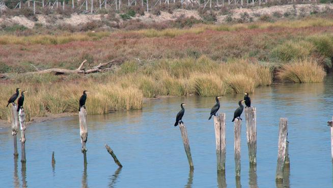 Se tratará de conseguir un equilibrio hídrico en el entorno del Parque Nacional de Doñana.