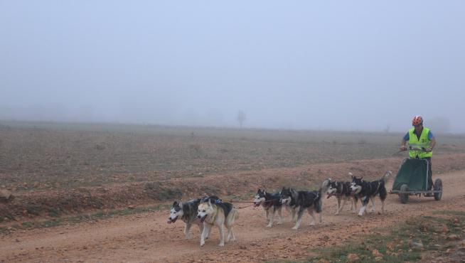Un musher guía a sus perros, en una etapa de la pasada edición