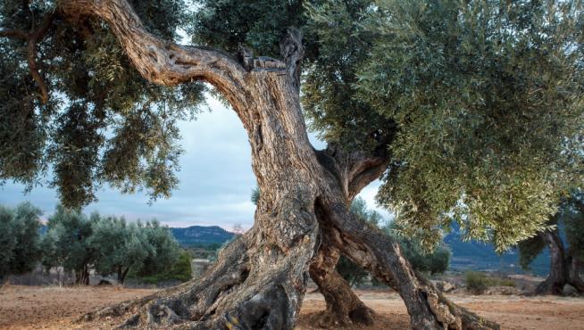 Uno de los más de 5.000 olivos milenarios. Este se ubica en el municipio de Valderrobres. Mancomunidad de la Taula del Sénia.