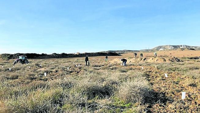 Voluntarios de la comunidad de regantes Molinar del Flumen durante la plantación de carrasca y almendros en Sangarrén (Huesca).