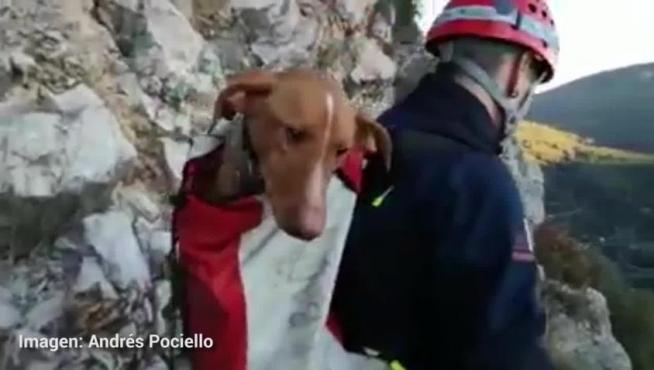 Bomberos de Ribagorza rescatan a un perro de caza enriscado cerca de la presa de Canelles