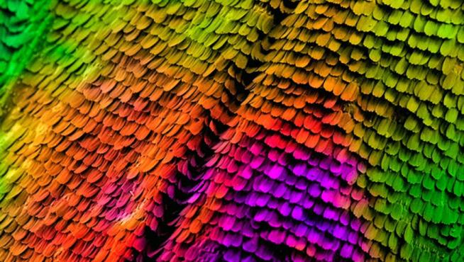 Las delicadas escamas de una mariposa en esta imagen seleccionada por el certamen Fotciencia deben su color a su estructura interna