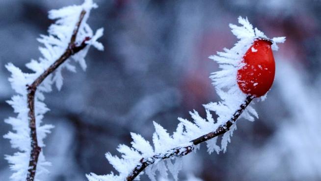 frost