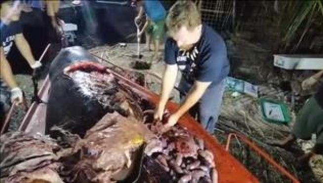 Su muerte se suma a la larga lista de cetáceos que también murieron como consecuencia de la contaminación
