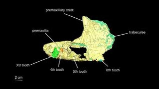 El grupo Aragosaurus de la Universidad de Zaragoza ha colaborado en la descripción de este animal piscívoro, cuyos restos se hallaron en la localidad turolense de Obón, que vivió hace 125 millones de años.