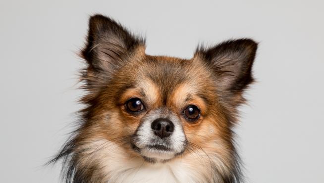 Las mascotas ayudan a los mayores a lidiar con problemas de salud, ser activos y relacionarse.