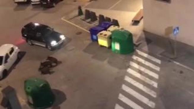 El Ayuntamiento de Graus ha formalizado la solicitud de un permiso extraordinario de caza por daños ante la plaga de jabalíes que están soportando los huertos y cultivos próximos al casco urbano de la villa ribagorzana.
