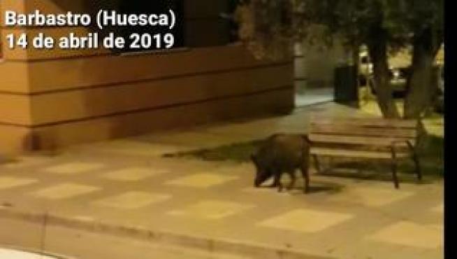 Un vecino del municipio oscense se topó de bruces con el animal cuando salió a pasear con el perro a la 1.00 de la madrugada y lo grabó en vídeo.