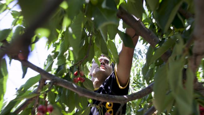 Un trabajador realiza laborales de recolección en una explotación frutícola.