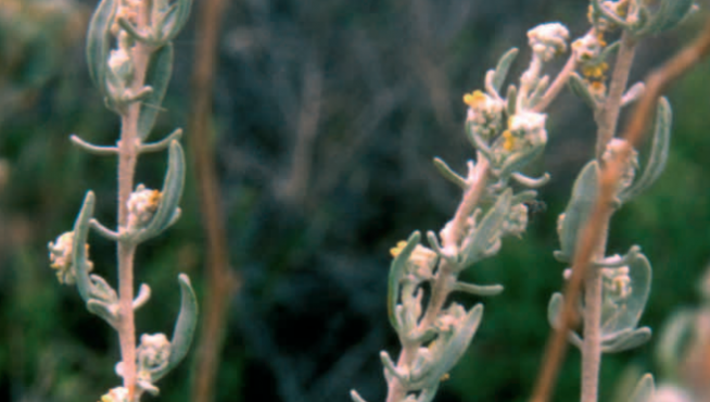 al-arba planta vulnerable en Aragón