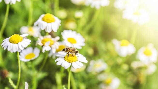 Las plantas generan un jugo dulzón, que atrae a las abejas