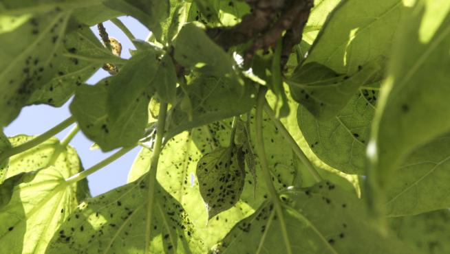 Pulgones en hojas de catalpa