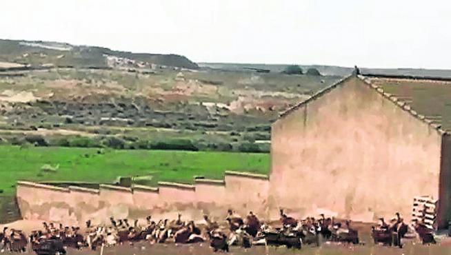 Decenas de aves necrófagas en la explotación ganadera de Tauste.