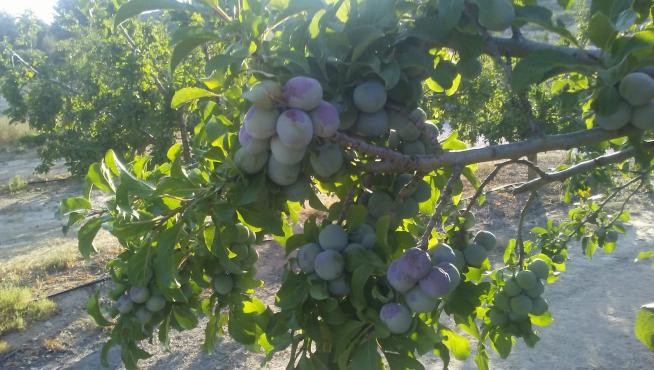 Más de la mitad de los cultivos de ciruela reina de Caspe han quedado abrasados por el calor.