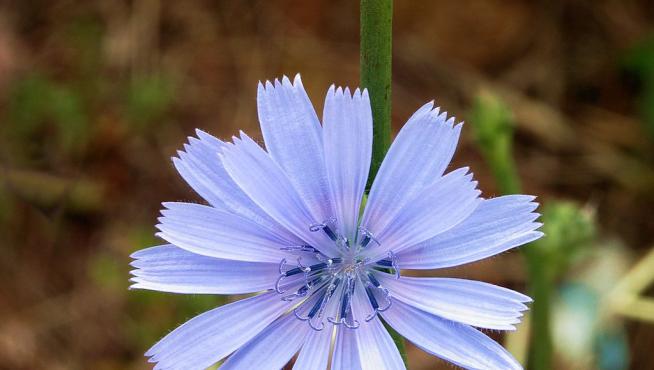 Curiosidades de la botánica: ¿por qué hay tan pocas flores azules?