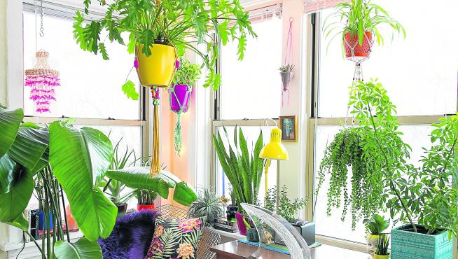 Plantas que mejoran el aire en el hogar