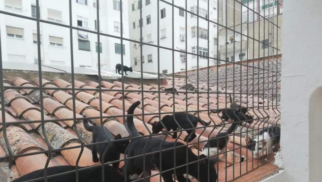 Una camada de unos 20 gatos vive en el patio interior de Avenida Navarra 12.