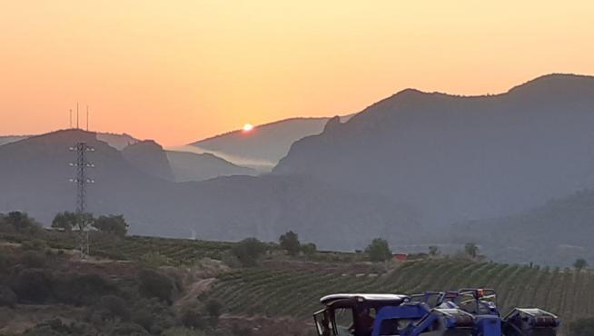 Primeros trabajos de vendimia en la bodega Enate.
