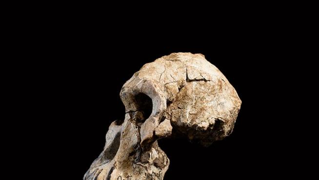 Cráneo encontrado en Etiopía