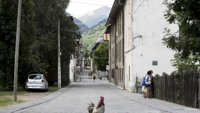 Una gallina cruza la calle en Canfranc pueblo