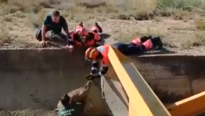 Rescatan a dos corzos atrapados por la corriente en el canal de riego de Calanda.