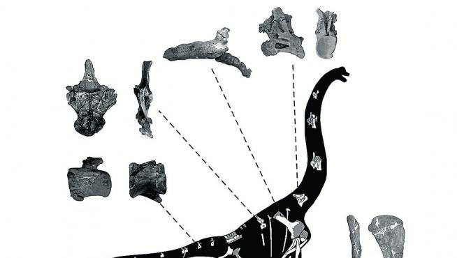 Las piezas del Galvesaurus herreroi