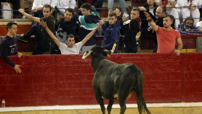 Ganaderías de la tierra para la 4ª jornada de vaquillas de las fiestas del Pilar.