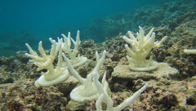 Modelos impresos en 3D de Acropora formosa, un tipo de coral del Índico y el Pacífico, anclados en una zona de arrecife para observar la reacción de los peces