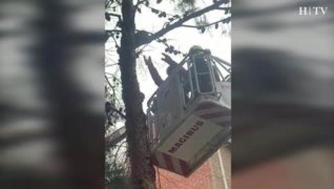 Los bomberos de Zaragoza intentan rescatar a un gato que subió a un árbol y ha permanecido 16 horas en el barrio de La Paz.