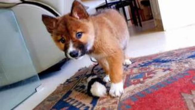 Encontraron un pequeño cachorro en el jardín de su casa en Australia, llorando, herido. Lo acogieron en su casa y lo cuidaron con mimo. Al llevarlo al veterinario supieron que no era un perro sino un dingo, una subespecie de lobo en peligro de extinción.